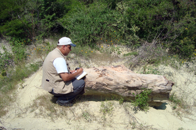 Laboratorio de Paleobiología de la BUAP cuenta con 2 mil 500 fósiles