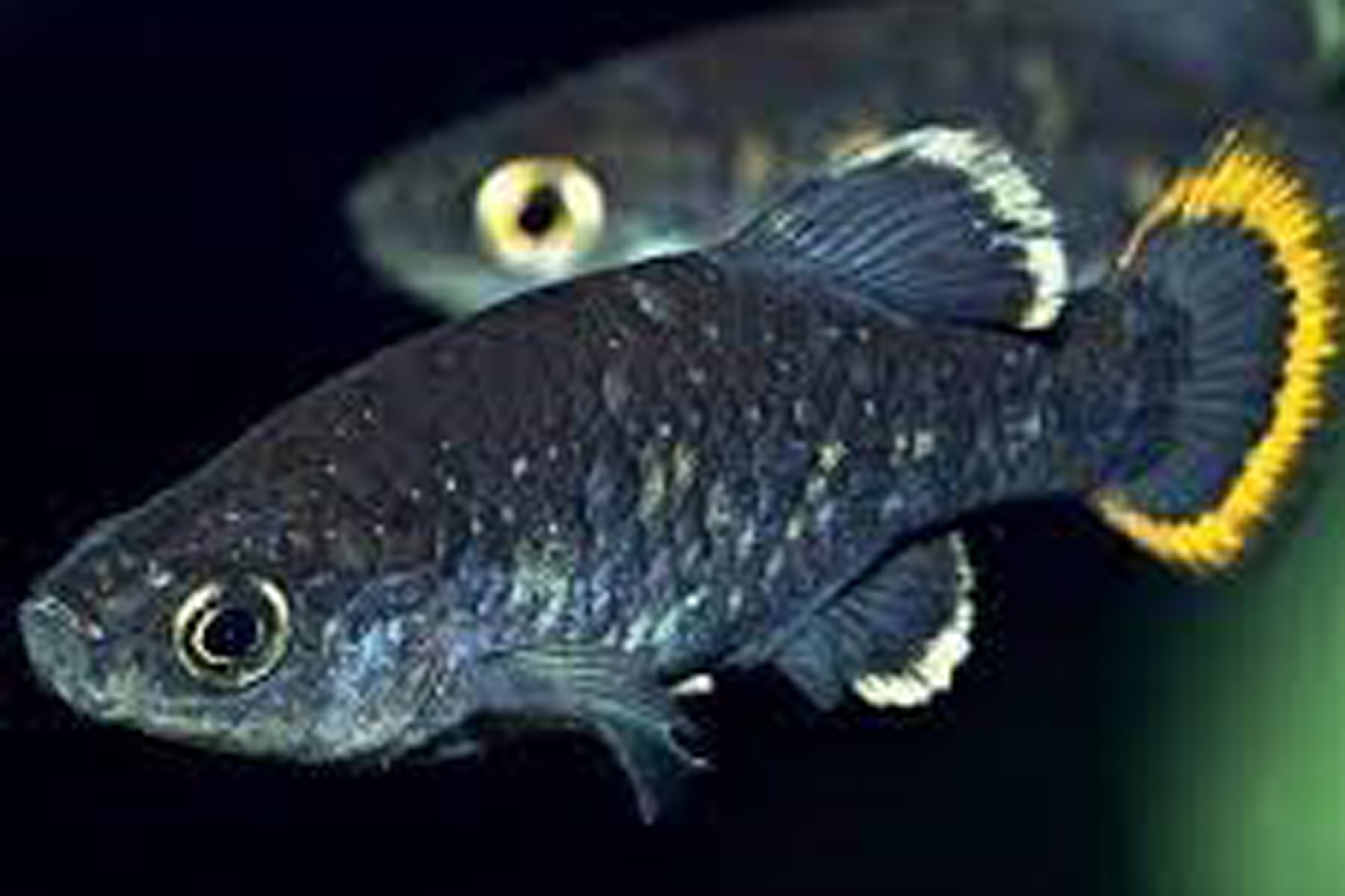 Investigador BUAP estudia el comportamiento reproductivo de peces vivíparos