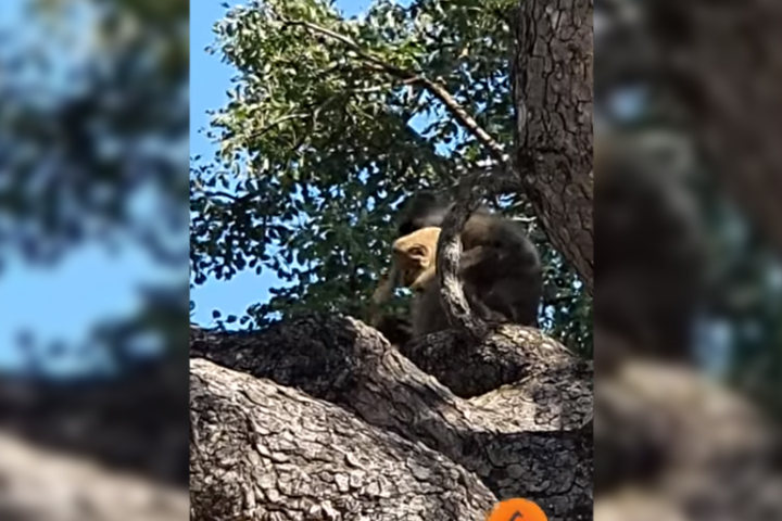 VIDEO Babuino se roba cachorro de León, al estilo El Rey León