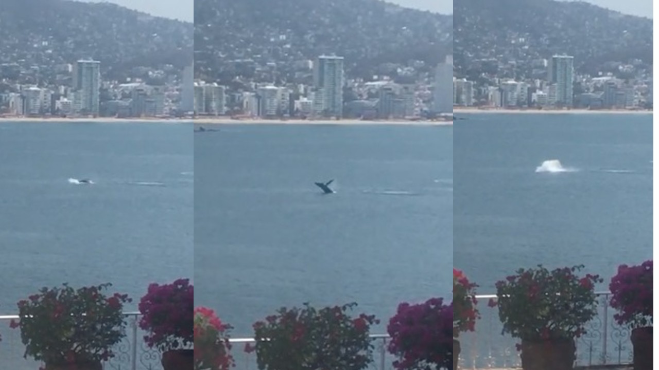 VIDEO Ante falta de turistas captan a ballena en puerto de Acapulco