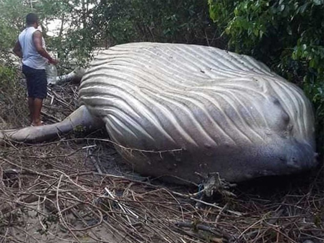 VIDEO Hallan ballena jorobada en plena selva del Amazonas