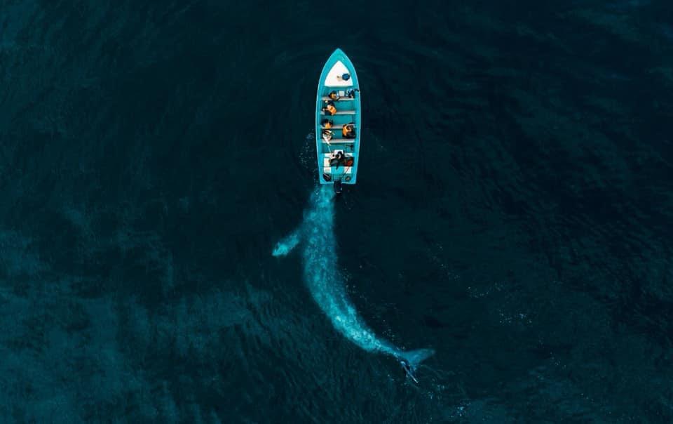Tehuacanero suma otro galardón a nivel mundial con  fotografía de la ballena gris 