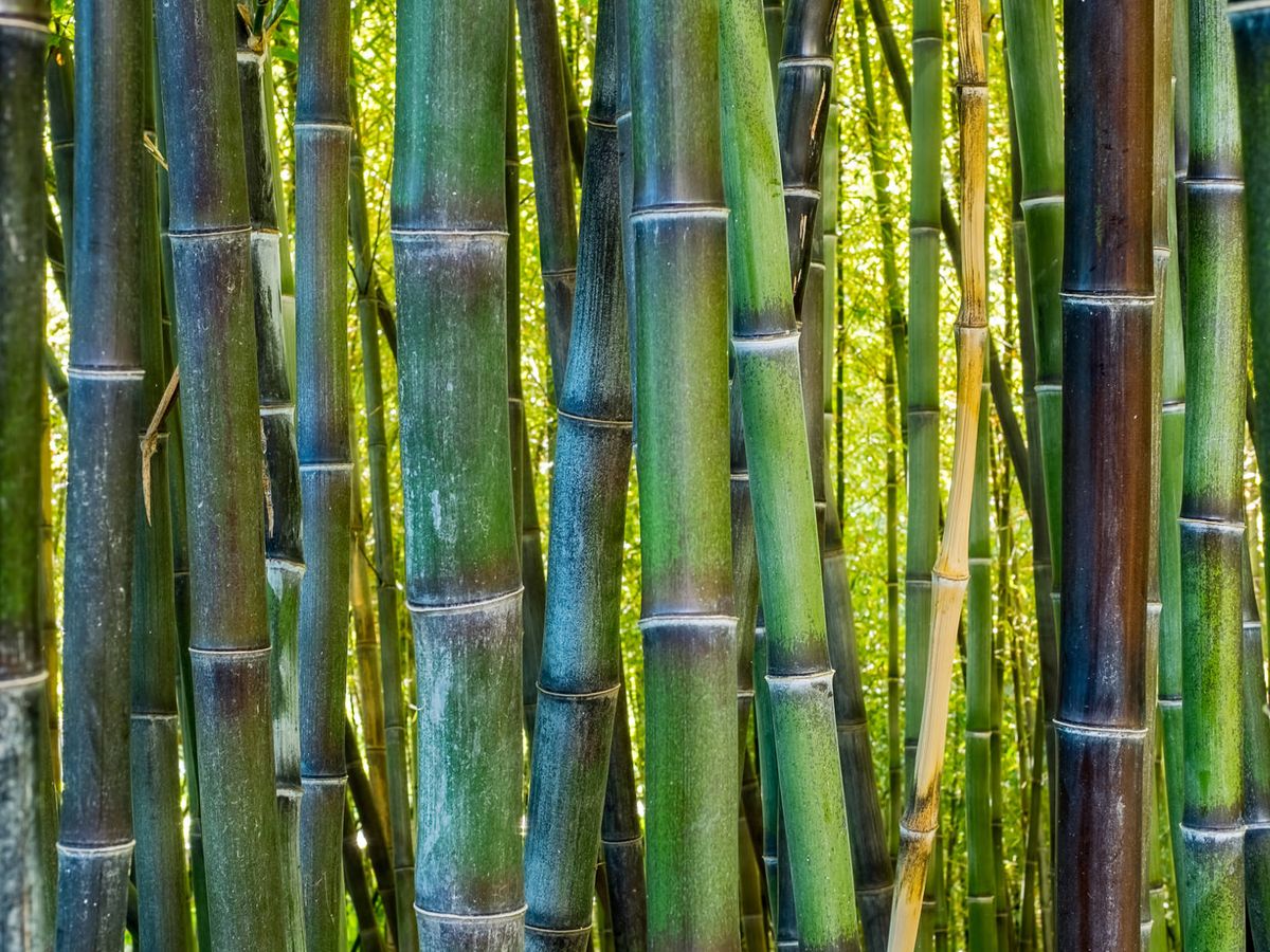 Puebla, principal productor de bambú del país