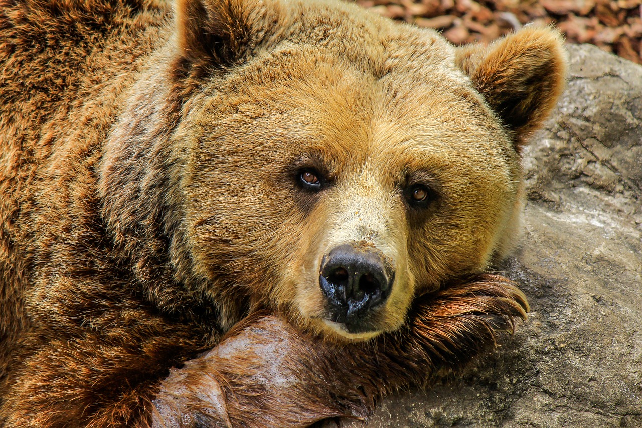 Oso salva a niño perdido en el bosque