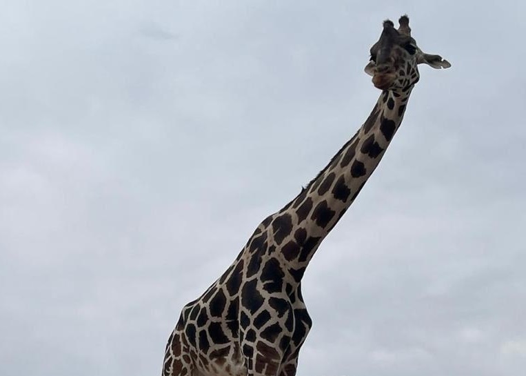 Frena la Profepa el traslado de la jirafa Benito a Africam Safari