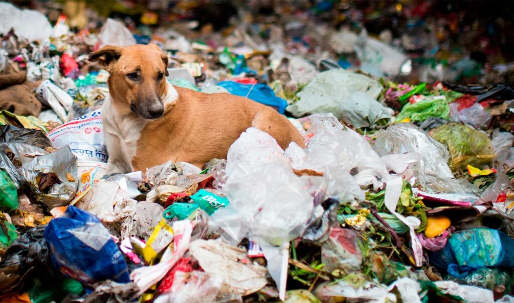 México es el país de América Latina con más perros que viven en la calle