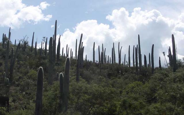 Visitará Unesco la Biósfera de Tehuacán para valorar su denominación
