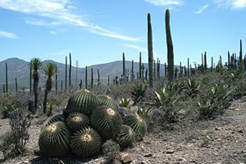 Capacitan a policías de Reserva de la Biósfera Tehuacán-Cuicatlán