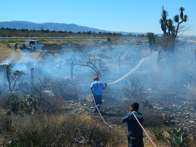 Bajaron hasta 50% incendios en la Reserva Tehuacán-Cuicatlán