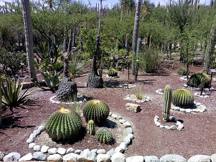 Harán reforestación en la Reserva Tehuacán Cuicatlán
