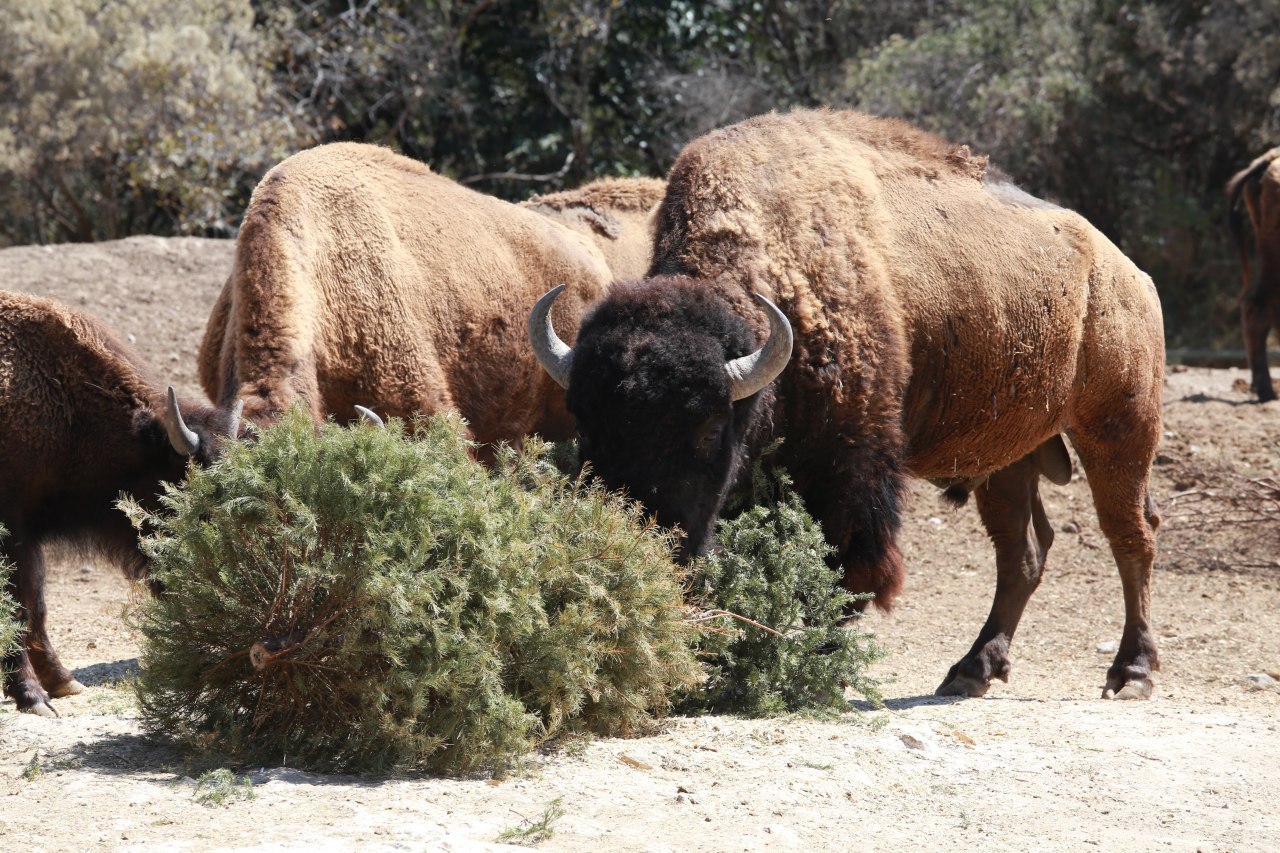 Recolectan cuatro mil 500 árboles de Navidad para Africam Safari