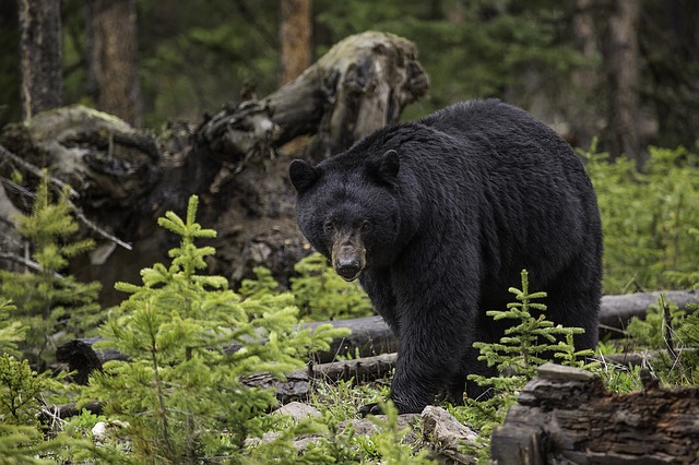 Buscan recuperar su territorio los osos negros en Monterrey