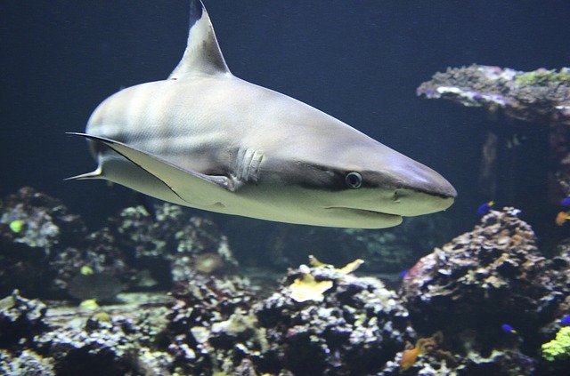 Dentro de un tiburón encuentran brazo de turista desaparecido