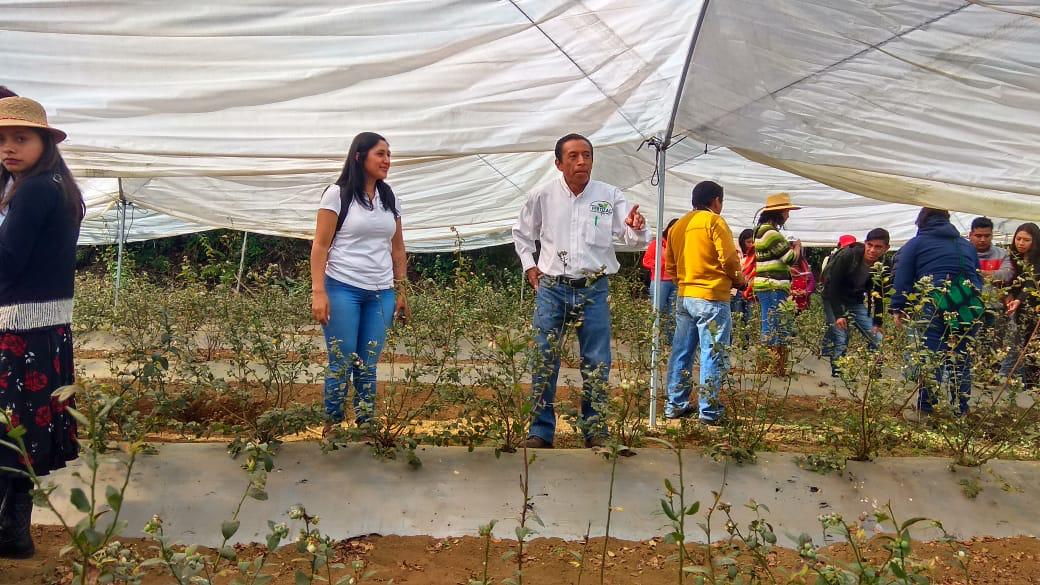 Muestran producción de blueberry bajo cubierta plástica en Zacatlán