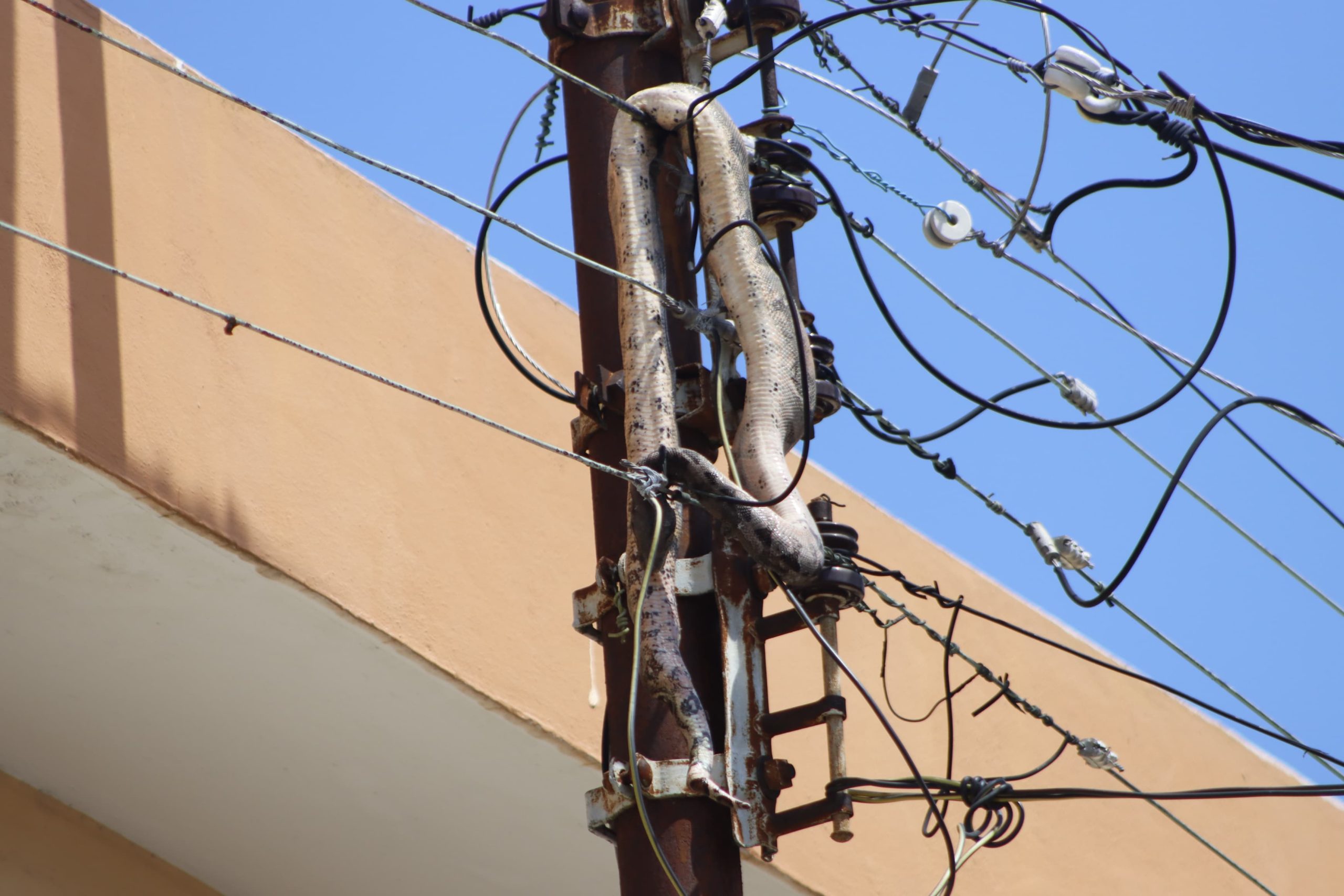 VIDEO En Mérida se quedan sin luz por culpa de una boa