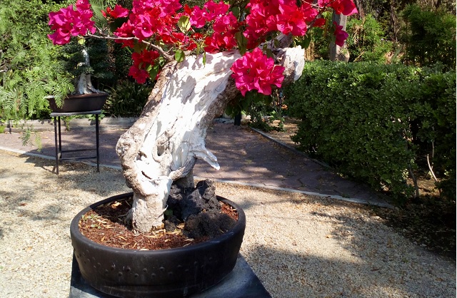 Roban árbol del Museo del Bonsai en Atlixco