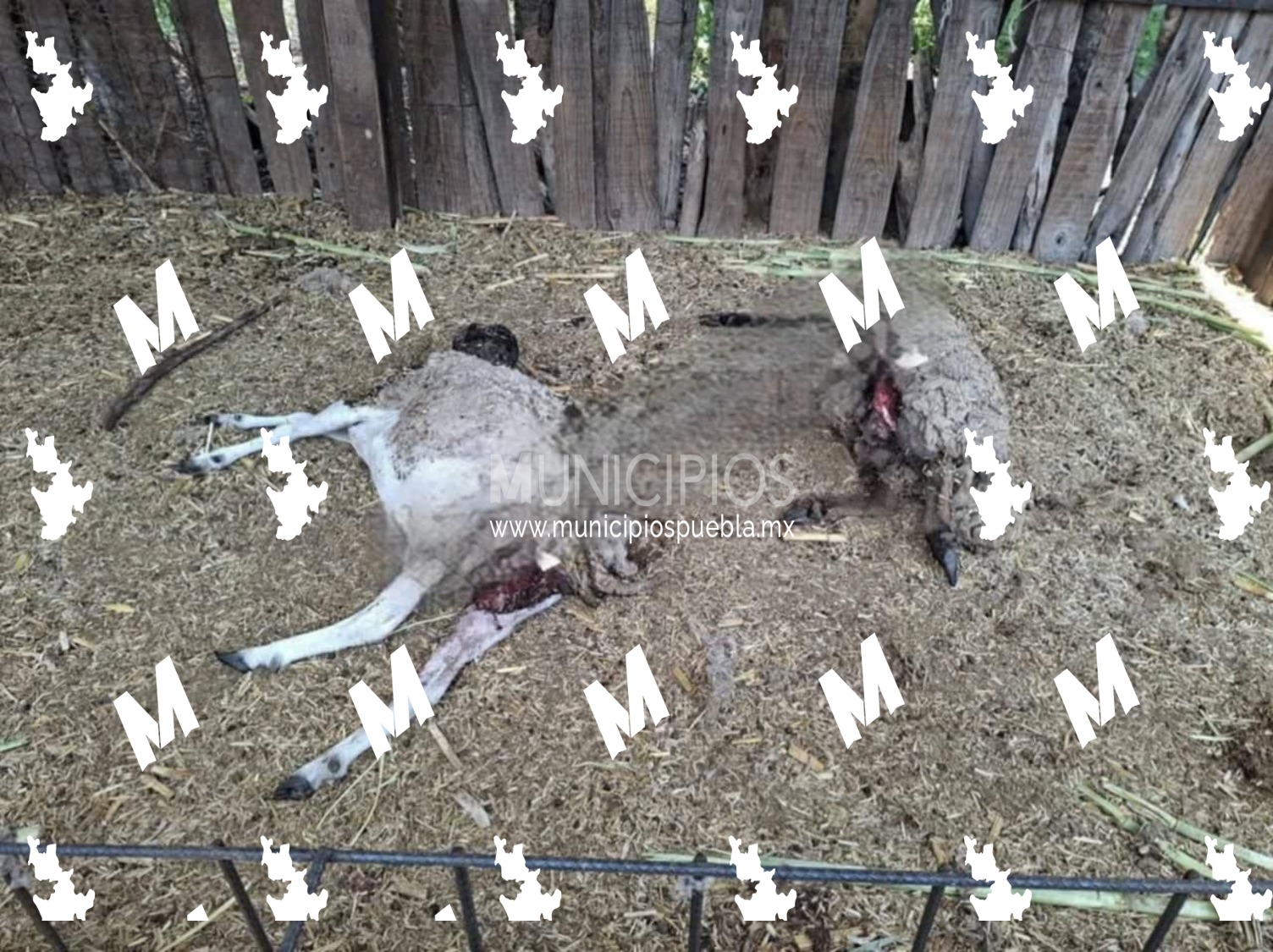 Continúa ataque y muerte de ganado en corrales de Tepanco de López