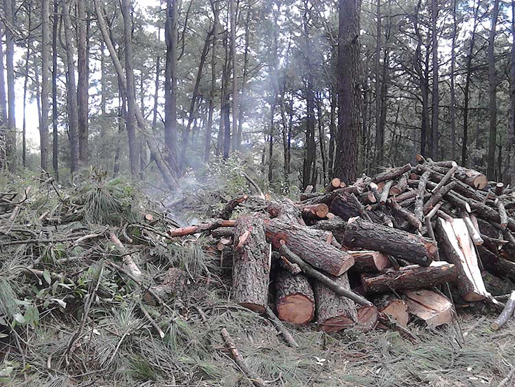Ejidatarios de Tlahuapan denuncian tala indiscriminada en área natural protegida