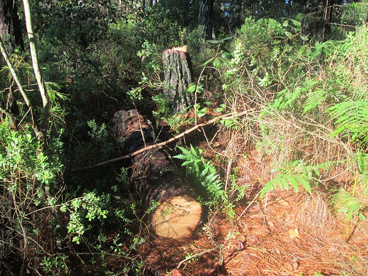 Quiere edil talar todo el bosque de Ahuazotepec