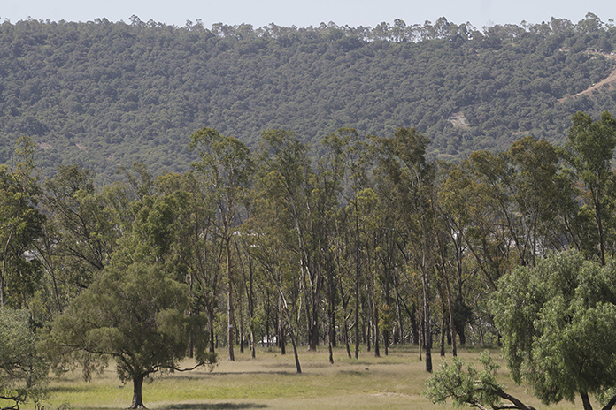 Bosque poblano se convierte en arbustos
