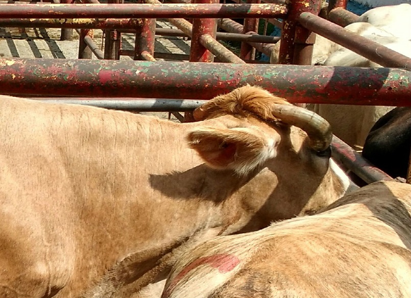 Detectan brote de rabia en bovinos de la Mixteca en Puebla