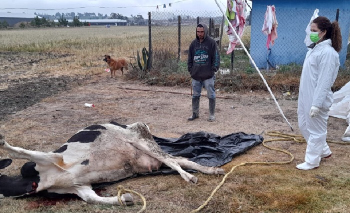 Alertan muerte atípica de bovinos en Hidalgo; recomiendan no utilizar la pollinaza