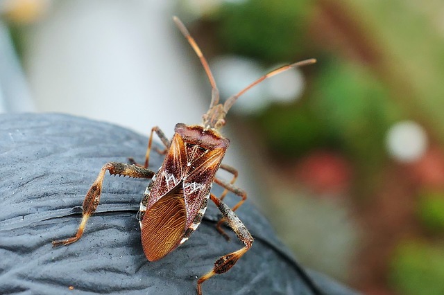 Plaga de chinches invade ayuntamiento de Puebla