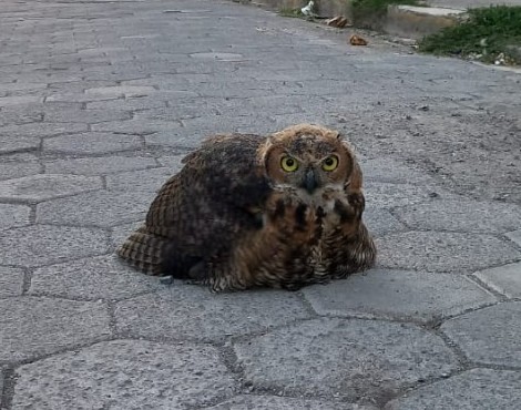 Localizan búho en Santiago Miahuatlán; será entregado a la Reserva Flor del Bosque