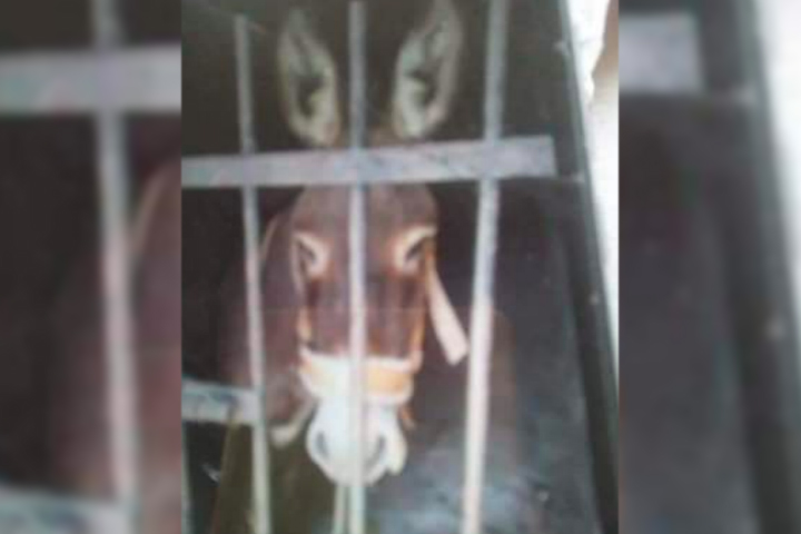 No es broma, por la fuerza se llevan detenido a un burro