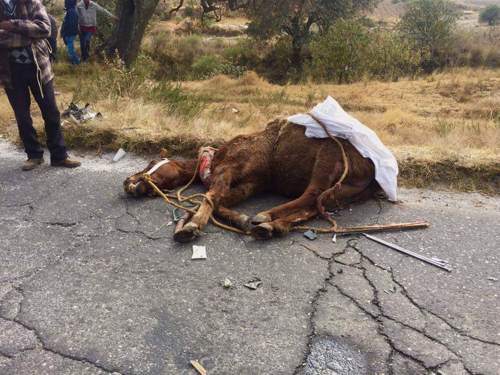 Ruta embiste y mata a campesino en Serdán-Guadalupe Victoria