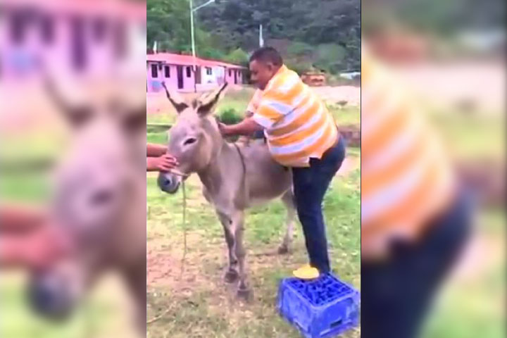En Grecia le prohíben a los gordos montar burros