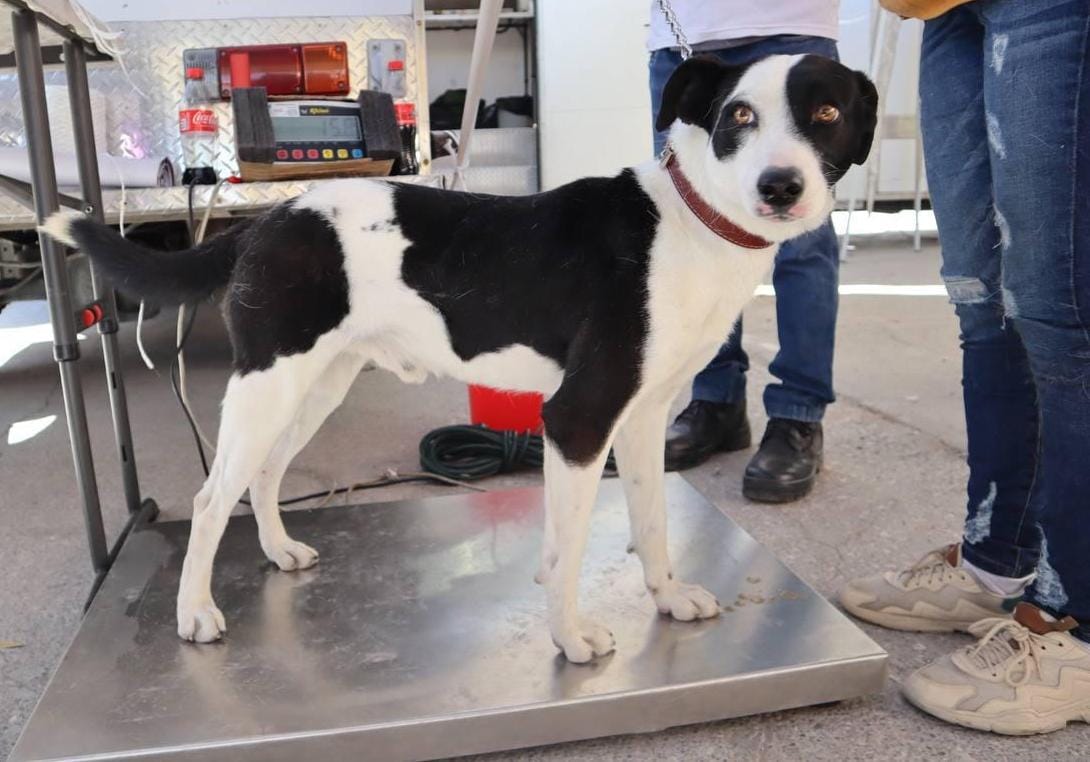 Puebla celebra el Día Internacional de los Derechos de los Animales