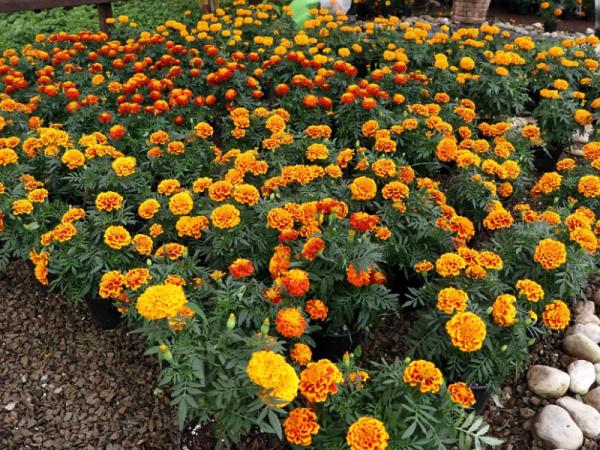 Puebla producirá más de 16 mil toneladas de flor de cempasúchil este 2023