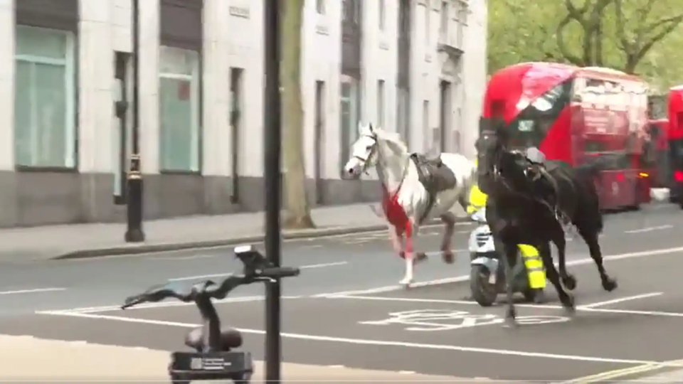 VIDEO Se desbocan caballos y causan caos en Londres
