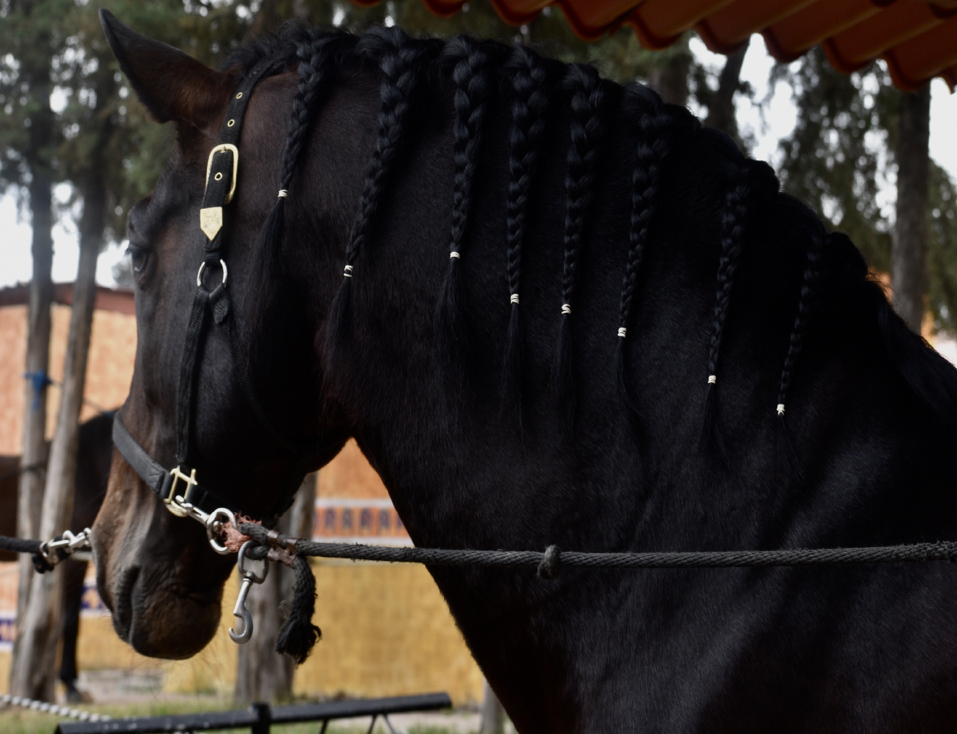 Roban cuatro caballos en Izúcar de Matamoros