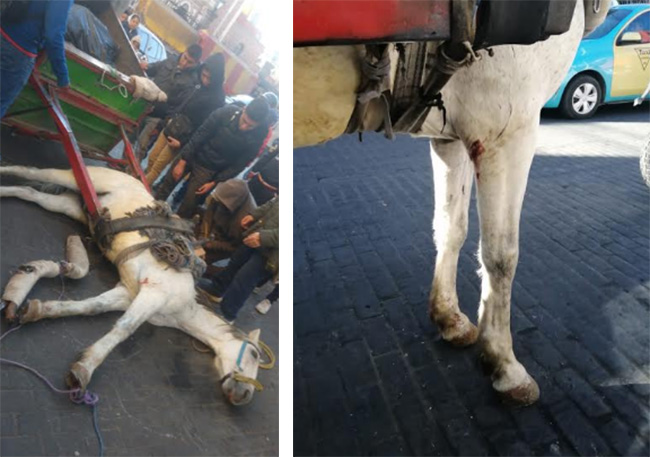 Tras derrape de carreta en Texmelucan exigen regular uso de caballos