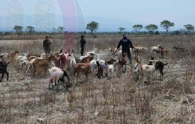 Policías de Tlacotepec ubican ganado robado a pastor 