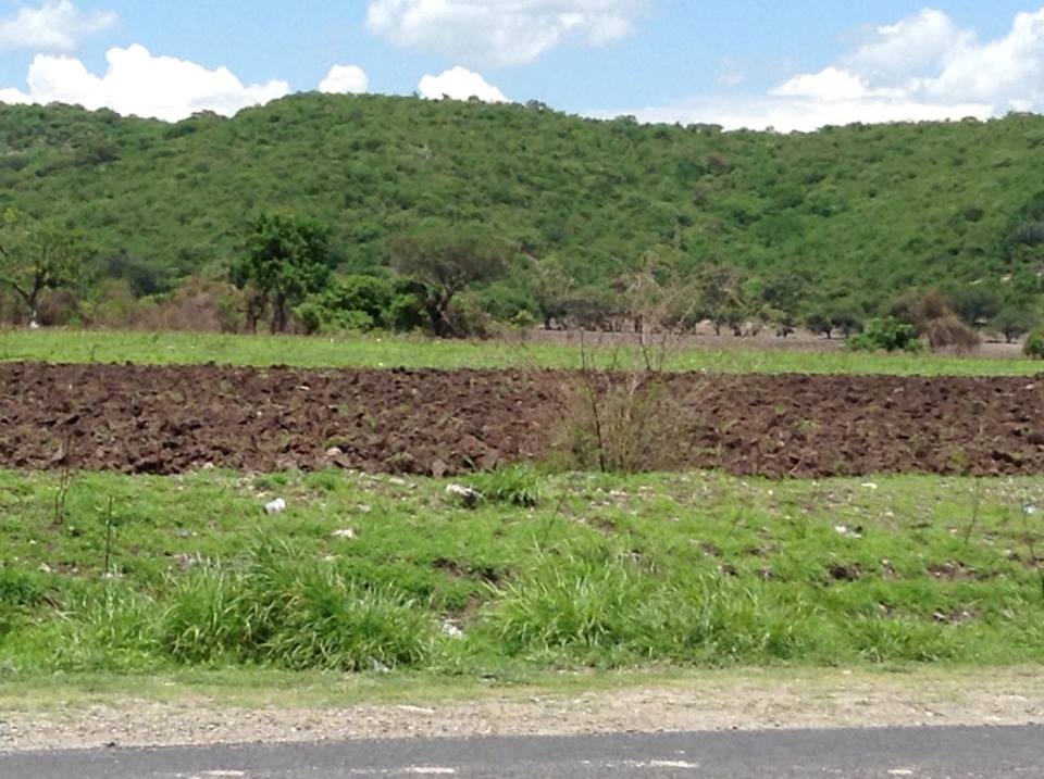 Cae hasta 90 % producción de cacahuate en la Mixteca