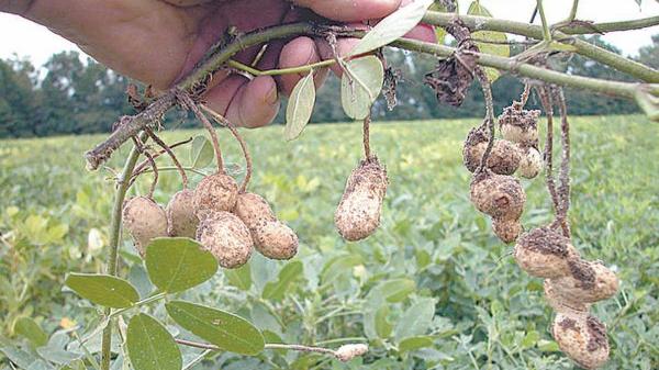 Migración provoca baja en la producción de cacahuate