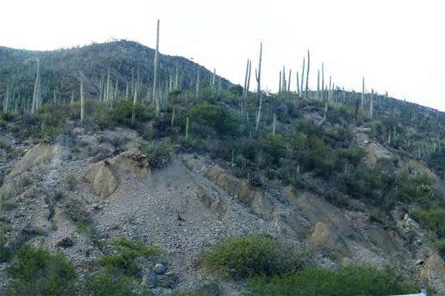 Cactus secos se deben a proceso natural y no a plaga: RBTC