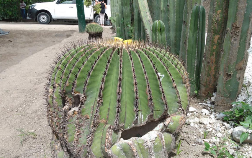 Rescatan y curan cactus endémicos dañados en Tehuacán