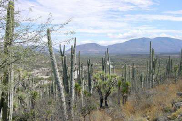 Joven científico busca rescate de cactus endémicos