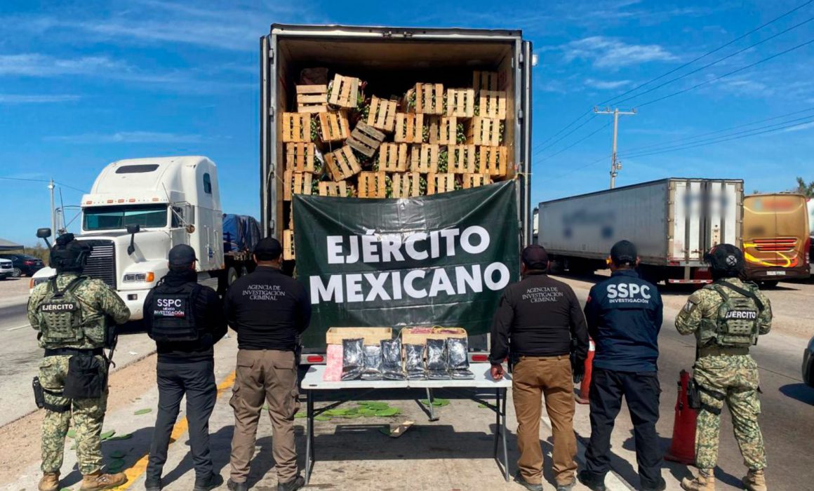 Transportaba 32 kilos de fentanilo ocultos en un cargamento de nopales, es detenido