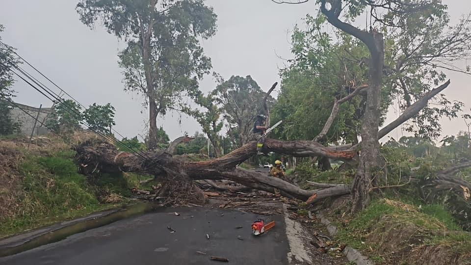 Cae pesado árbol en Atlixco; se registran fuertes vientos