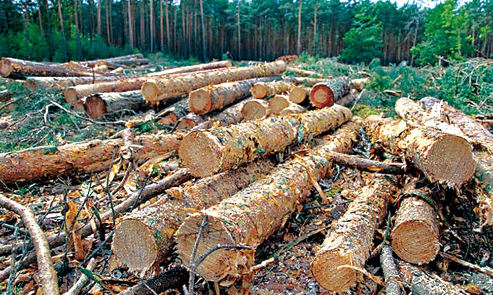 Cae sujeto que transportaba madera obtenida de forma ilegal en Huauchinango