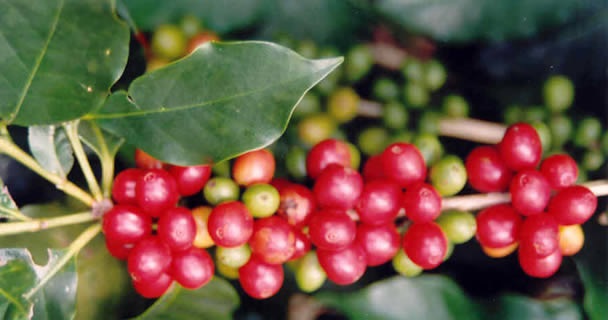 Destinará Sagarpa 700 mdp para apoyo a la cafeticultura en 2014