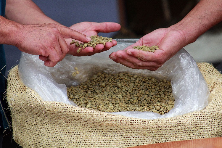 Pagan 905 pesos por kilo de café poblano en subasta internacional