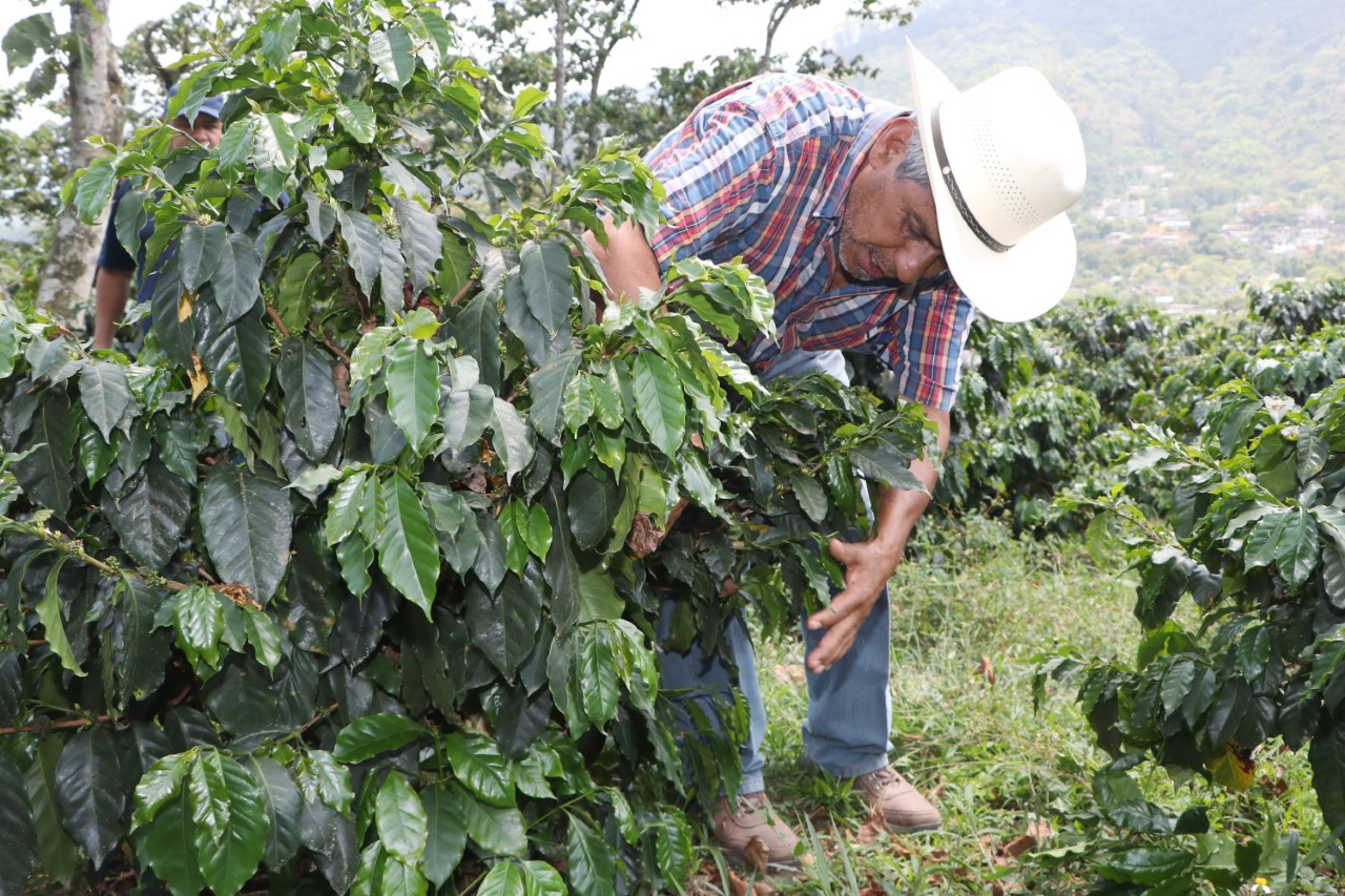 Crece 72% producción de café en Puebla al comenzar 2023: SDR