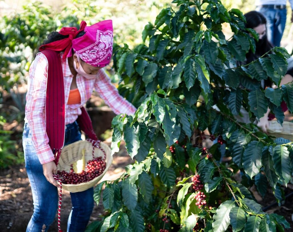 Lluvias en la Sierra Negra de Puebla han favorecido a productores de café