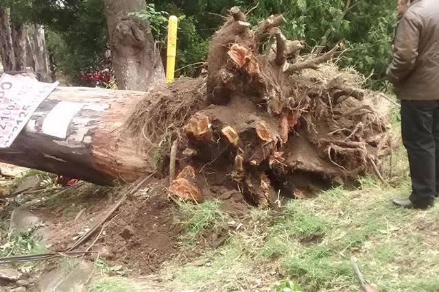 Falta de raíz y reblandecimiento de tierra, causas de la caída de árbol en zócalo de Cholula